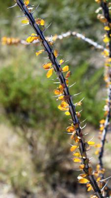 Ocotillo Preparing to Drop its Leaves