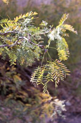 Honey Mesquite, Prosopis glandulosa