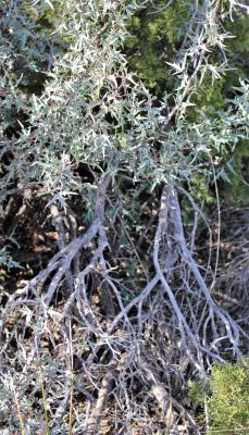 Algerita, Mahonia trifoliata, Red Barberry