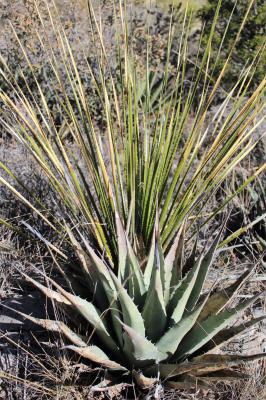 Agave and Sotol