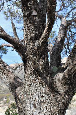 Arizona Juniper, Juniperus arizonica