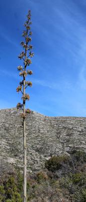 Top of Agave Infructescence
