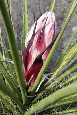 A Yucca Bloom's Start