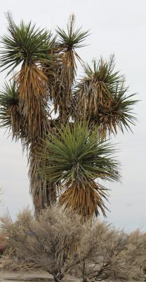 Foxon Yucca