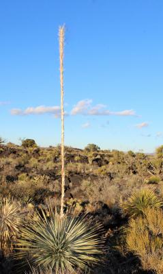 A Sotol's Spent Flower Stalk