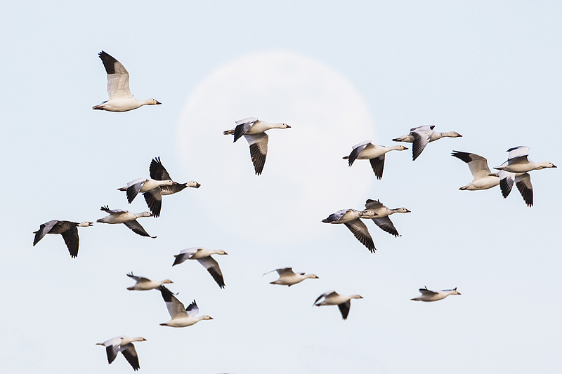 snow geese 040917_MG_3995 