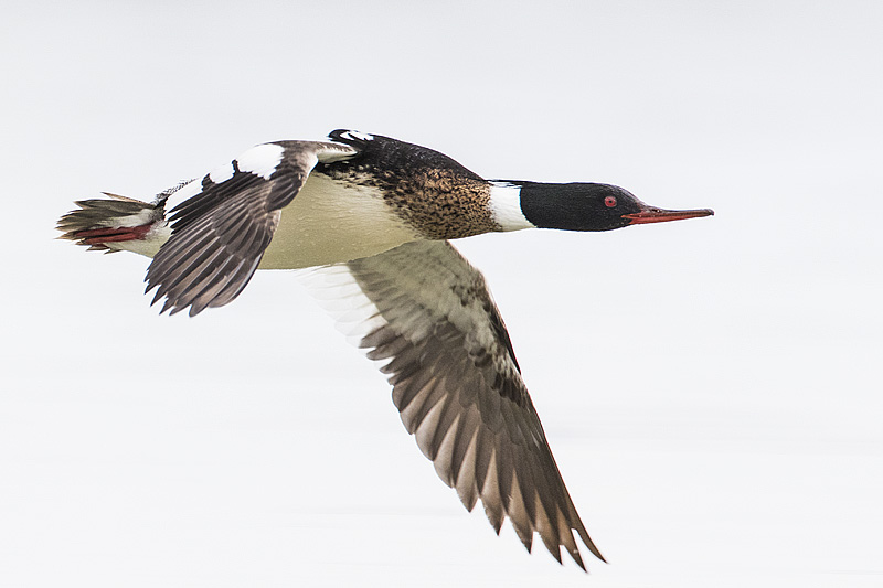 red-breasted merganser 042817_MG_8529 