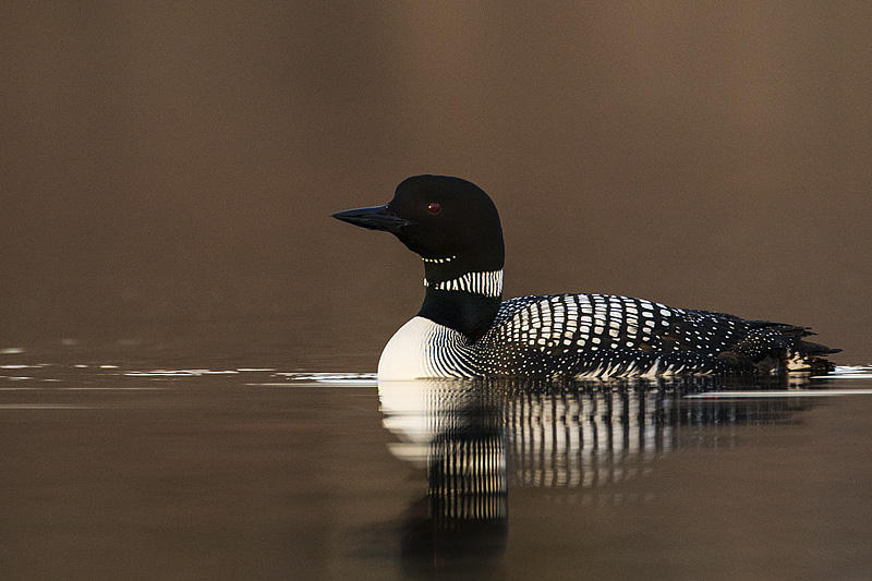 common loon 050317_MG_6757 