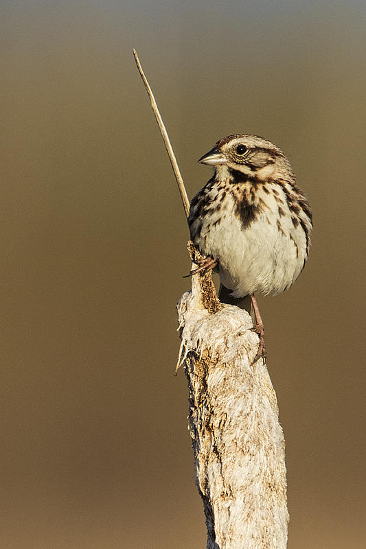 song sparrow 050717_MG_1403 