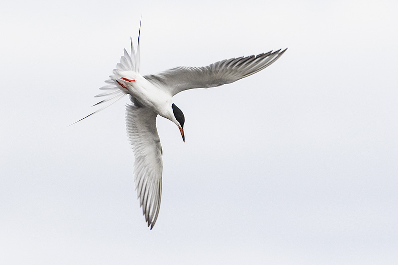 forsters tern 050717_MG_0682 