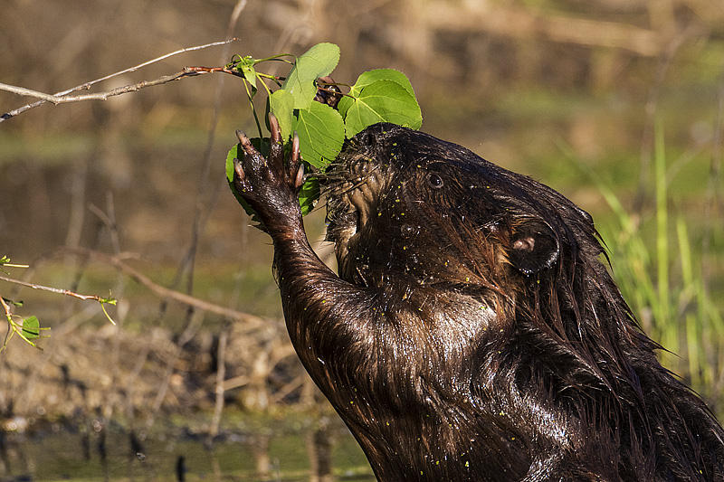 beaver 052817_MG_6999 
