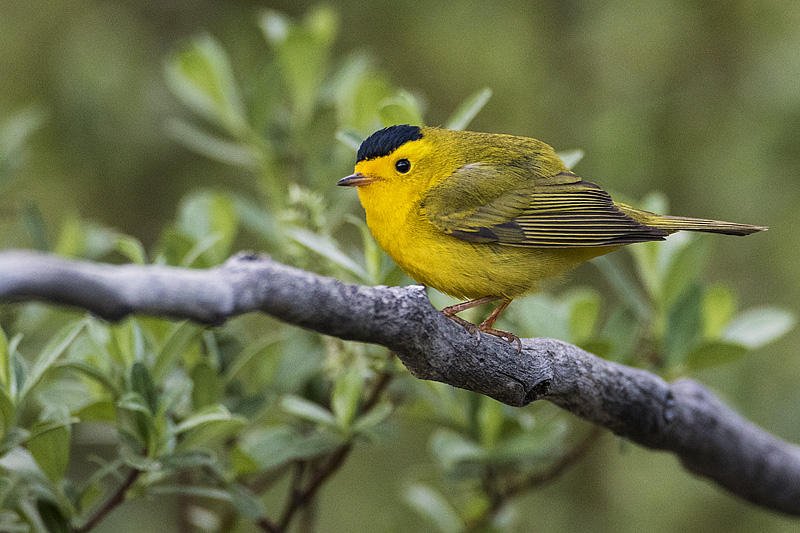 wilsons warbler 060317_MG_8910 