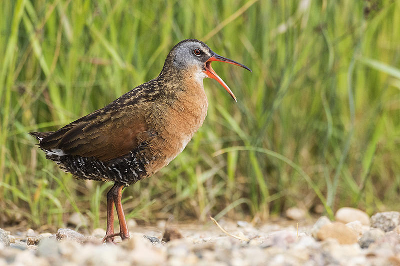 virginia rail 061817_MG_8380 