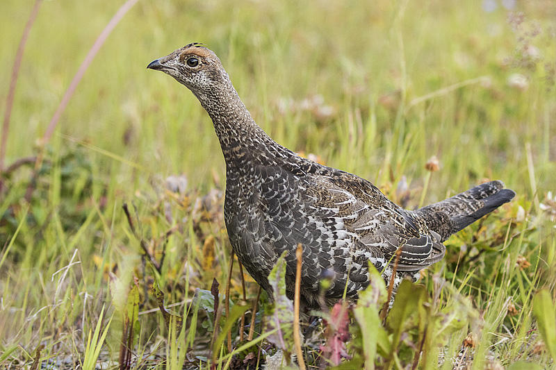 dusky grouse 090417_MG_7098 