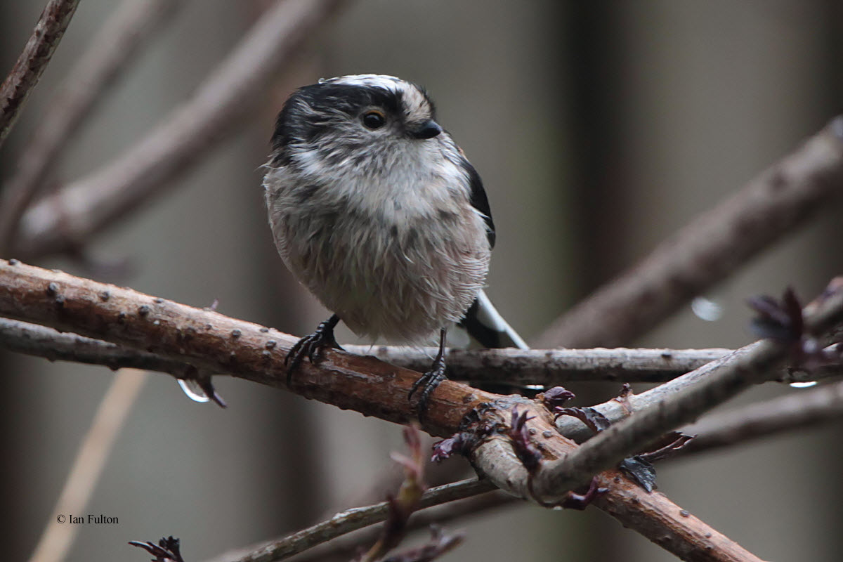 Long-tailed Tit, Baillieston-Glasgow