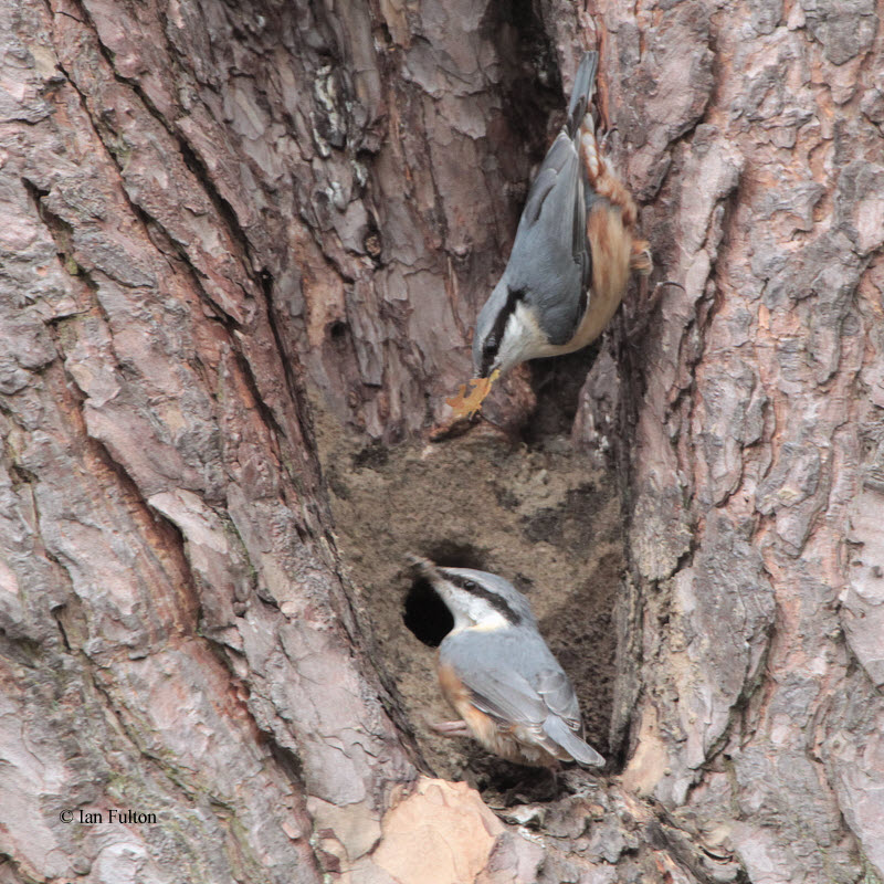 Nuthatch, Birthwood-Culter Glen, Clyde