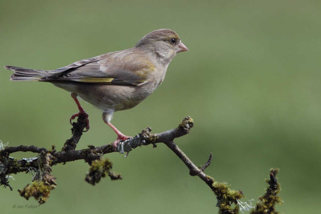 Greenfinch, RSPB Lochwinnoch, Clyde