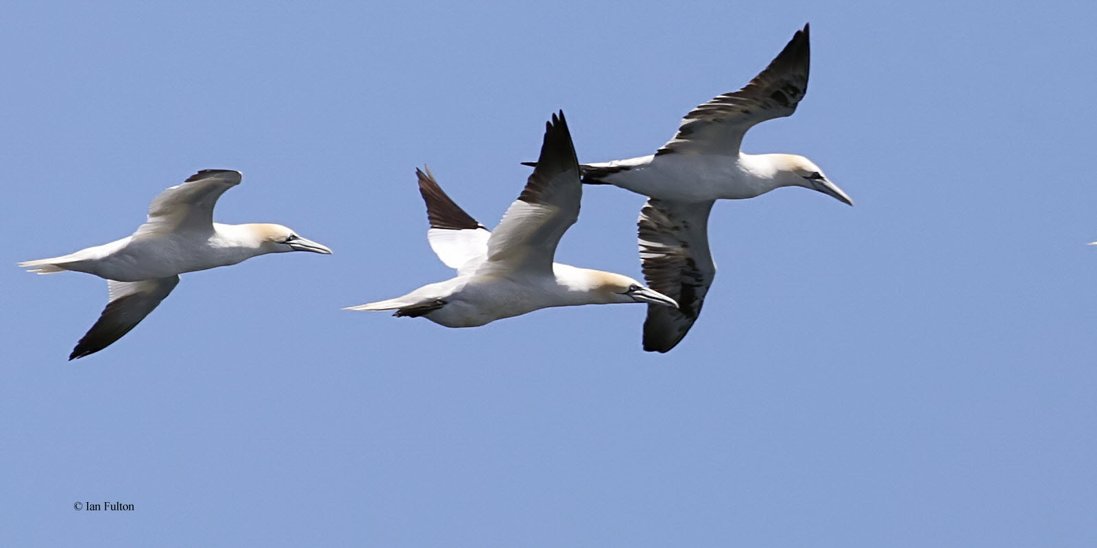 Gannets off Fife Ness