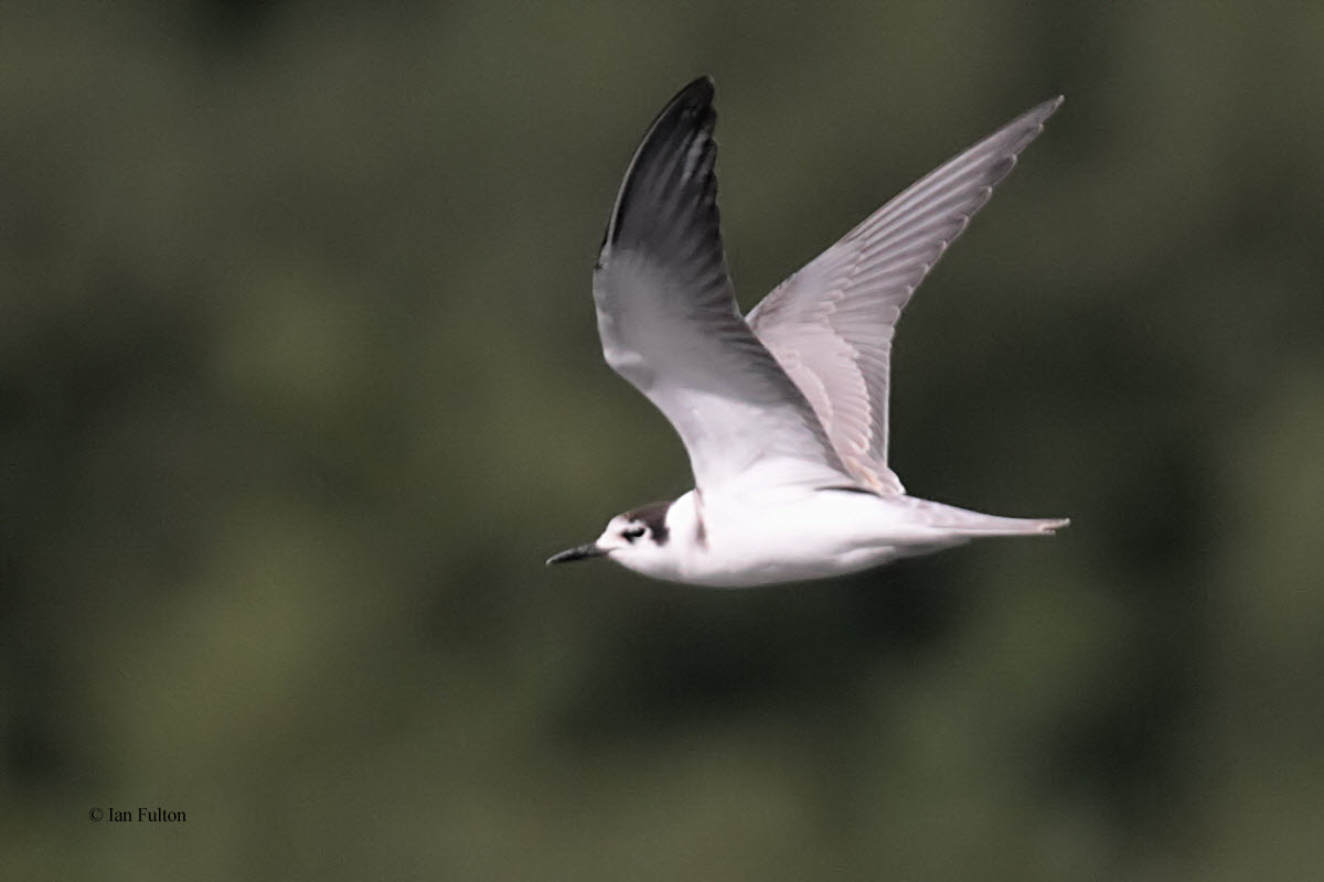 Black Tern, Bishop Loch, Glasgow