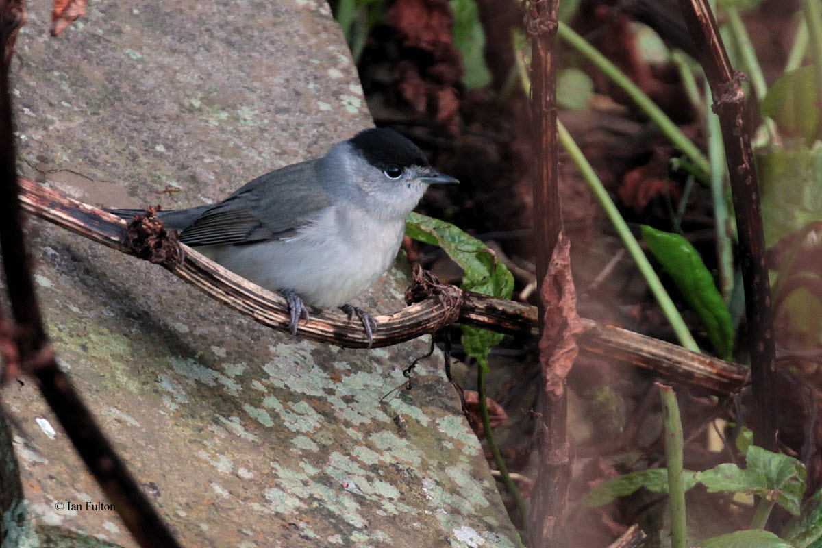 Blackcap, Sumburgh Quarry, Mainland, Shetland