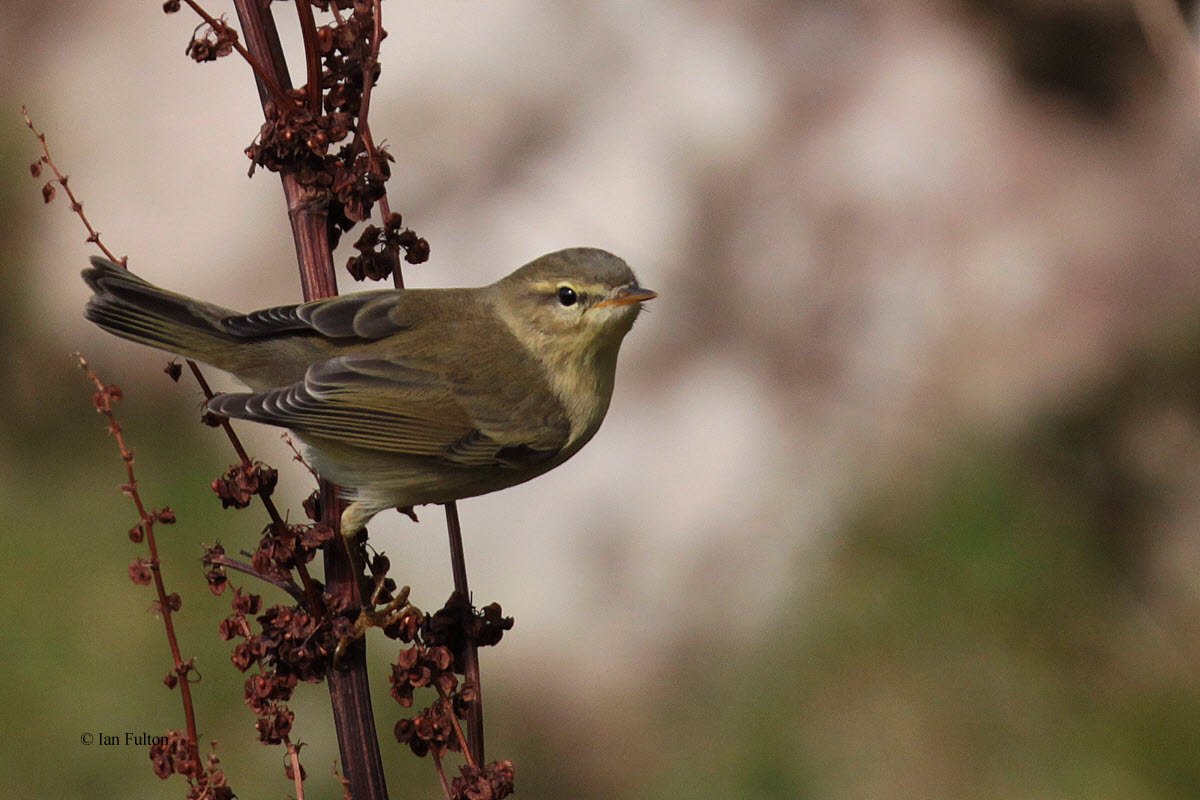 Chiffchaff, Grutness, Mainland, Shetland