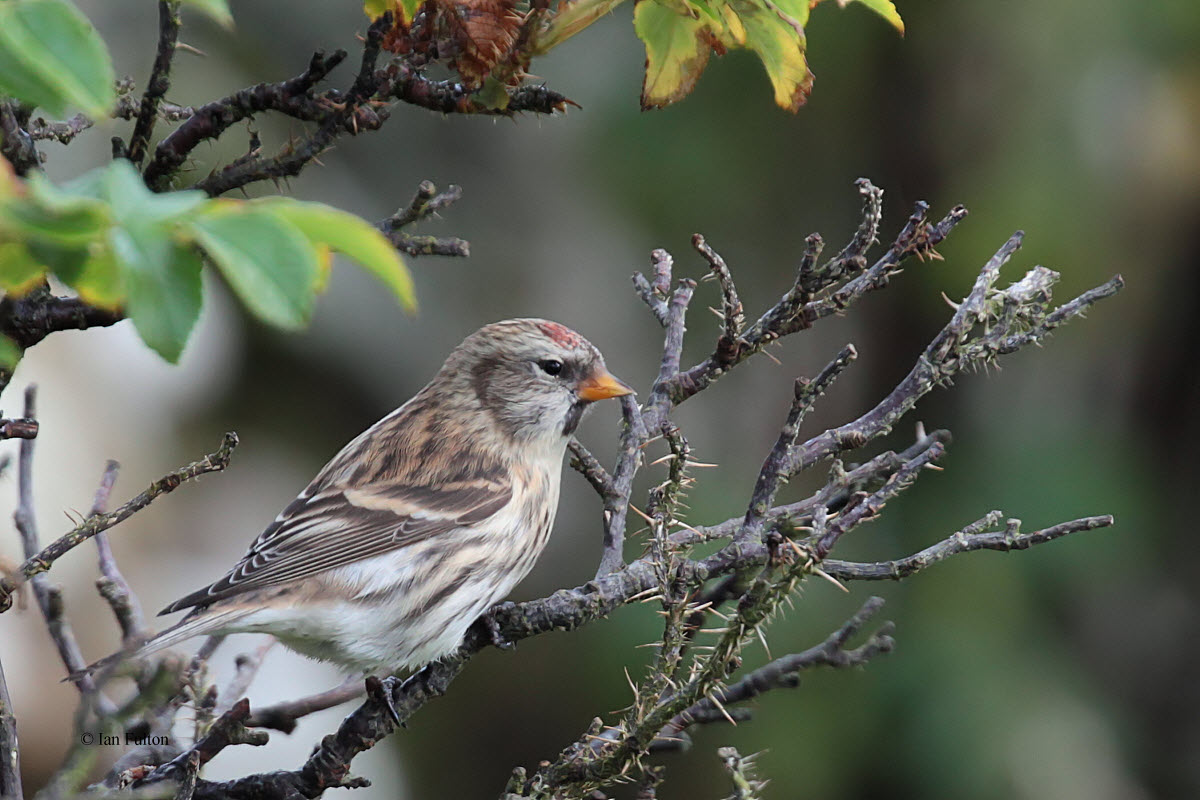 Mealy Redpoll, Clingera-Baltasound, Unst, Shetland