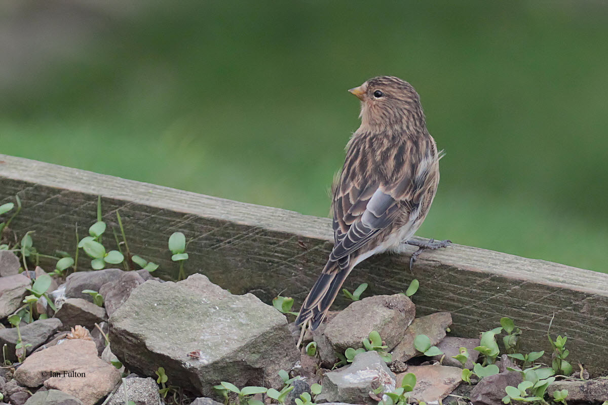 Twite, Sumburgh Head, Mainland, Shetland