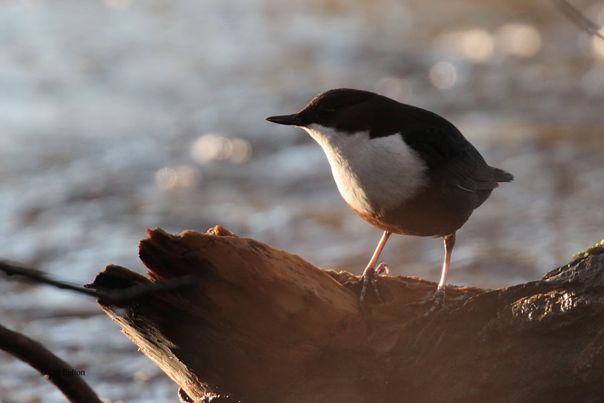 Dipper, Auchingyle Burn, Clyde