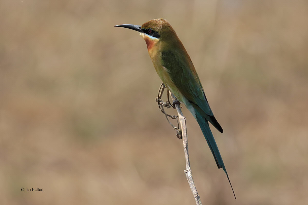 Blue-tailed Bee-eater, Uda Walawe NP, Sri Lanka
