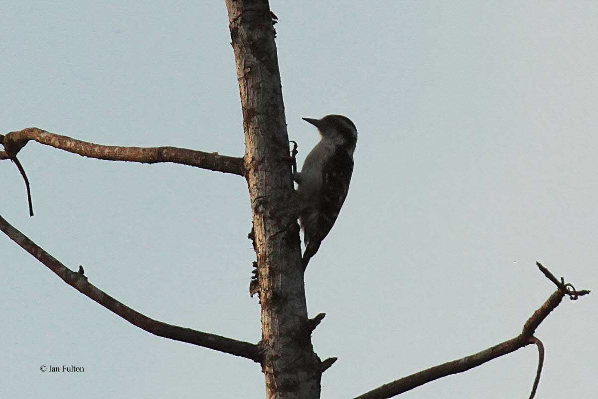Brown-capped Woodpecker, Kithulgala, Sri Lanka