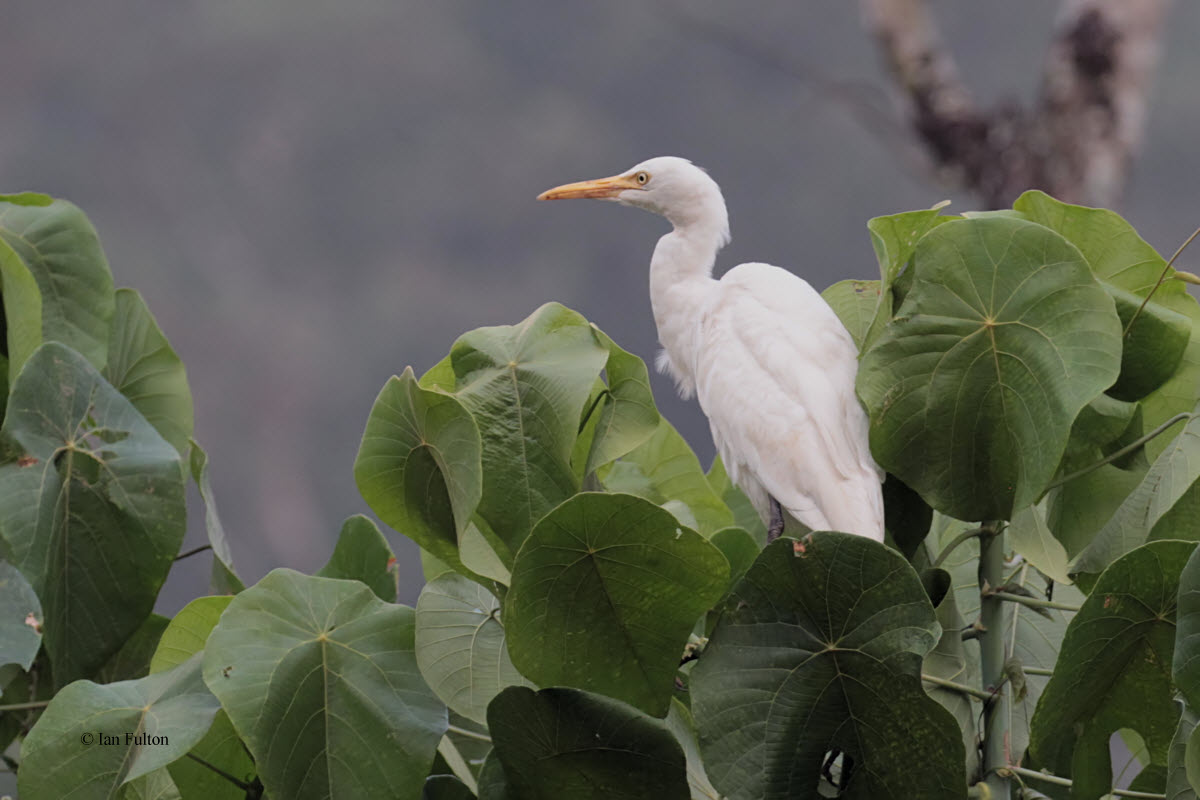Cattle Egret, Blue Magpie Hotel-Sinharaja, Sri Lanka