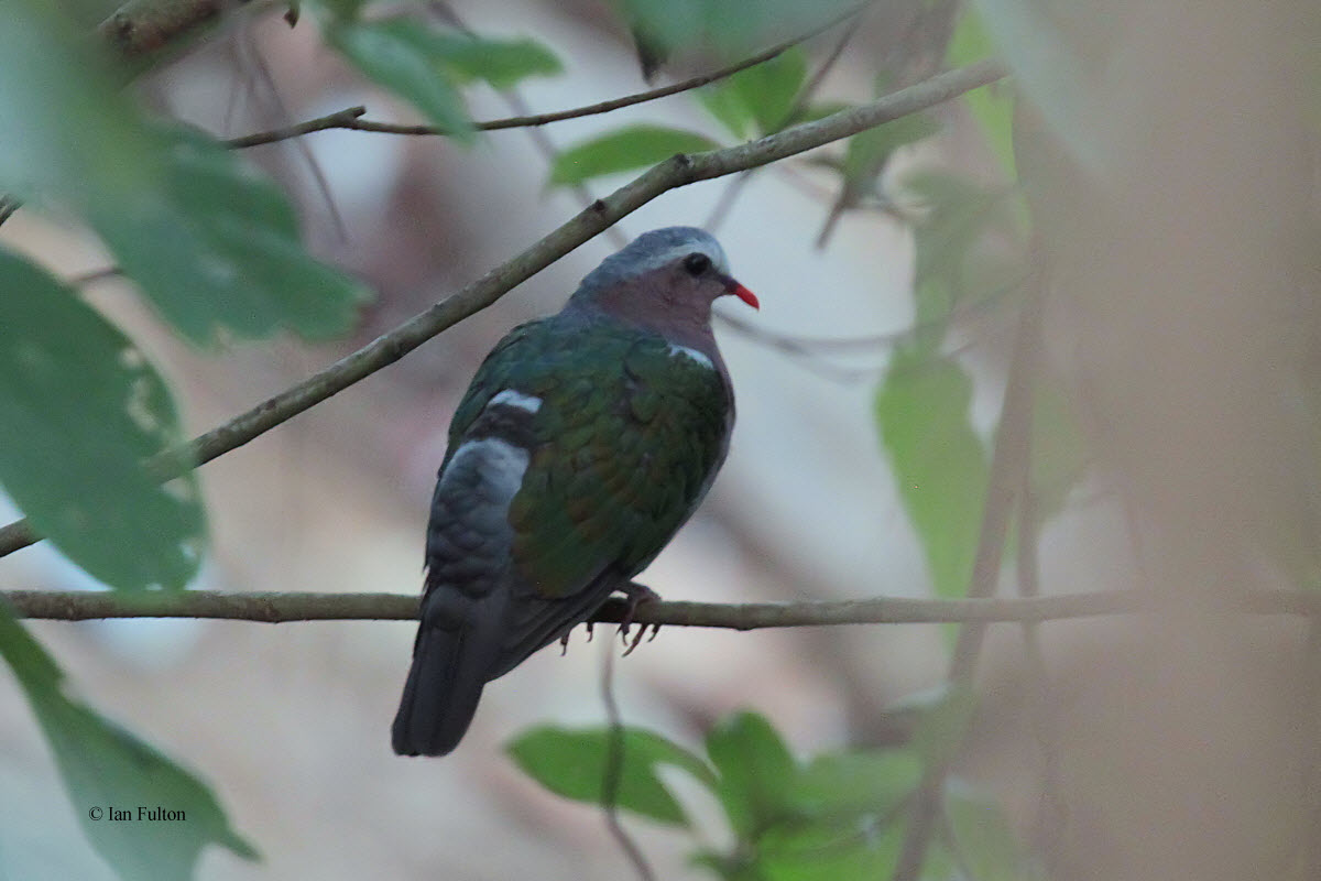 Emerald Dove, Blue Magpie Lodge, Sri Lanka