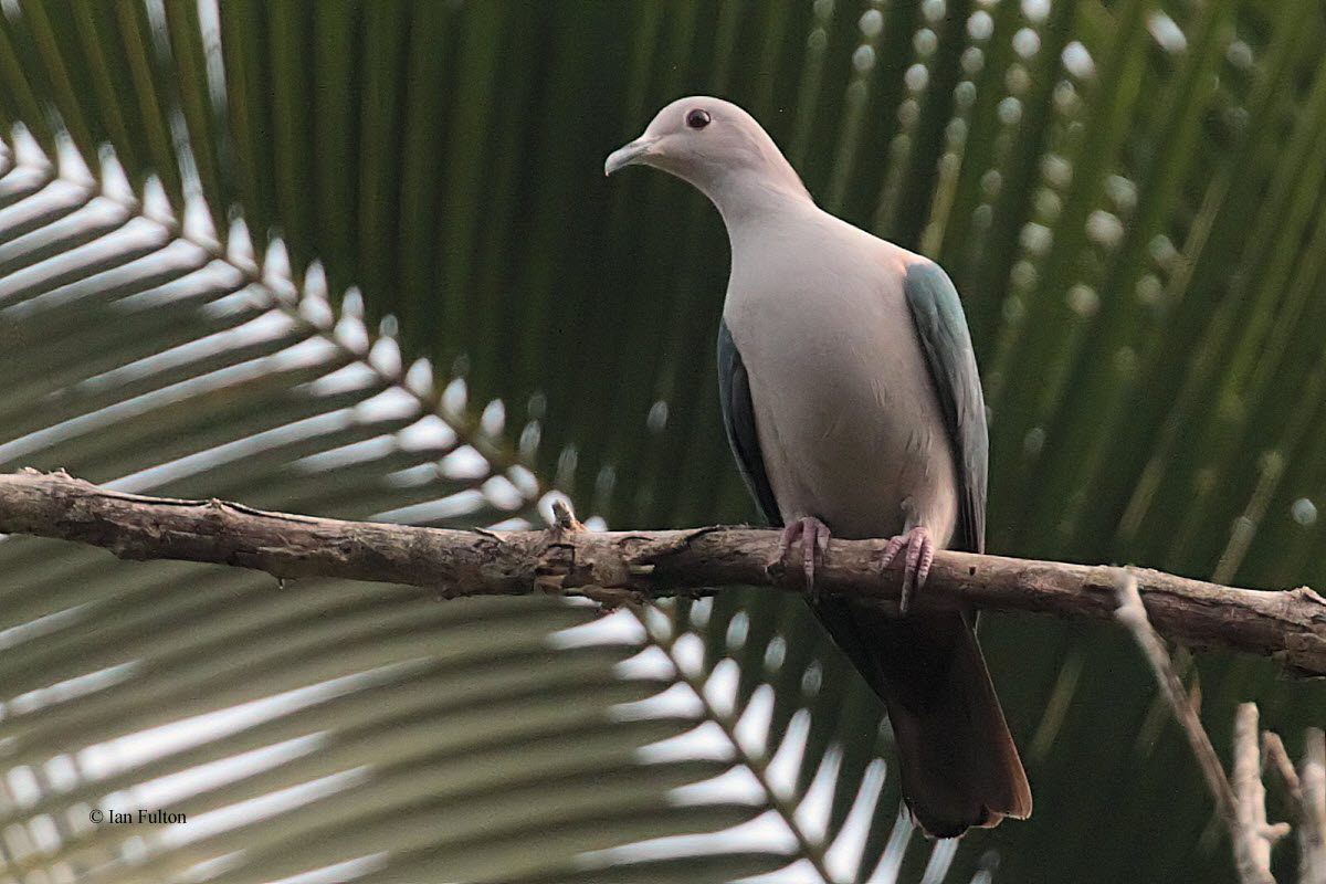 Green Imperial Pigeon, Kithulgala, Sri Lanka