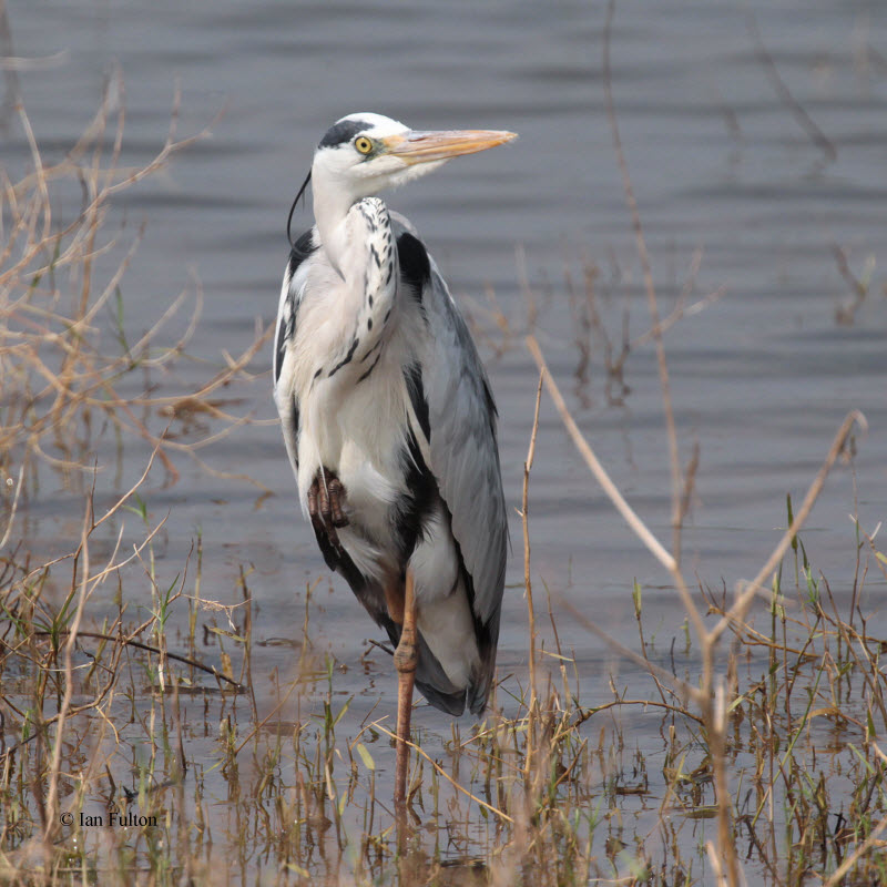 Grey Heron, Uda Walawe NP, Sri Lanka
