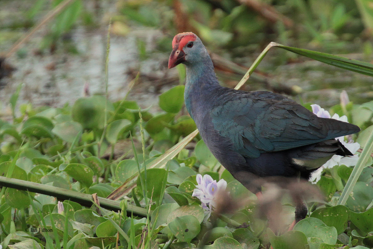 Grey-headed Swamphen, Tissamaharama, Sri Lanka