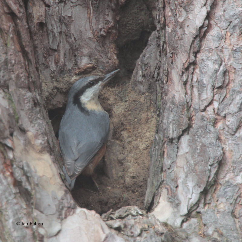 Nuthatch, Birthwood-Culter Glen, Clyde