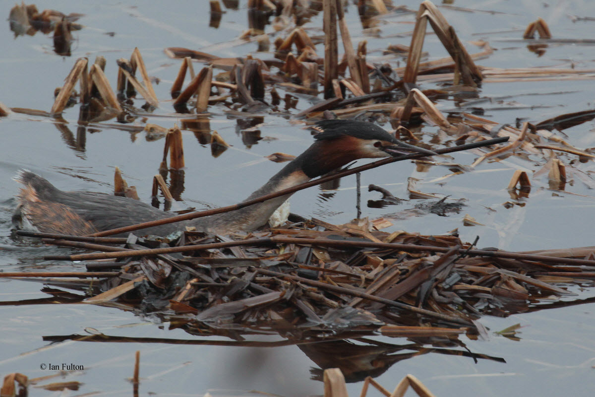 Great Crested Grebe, Hogganfield Loch, Glasgow