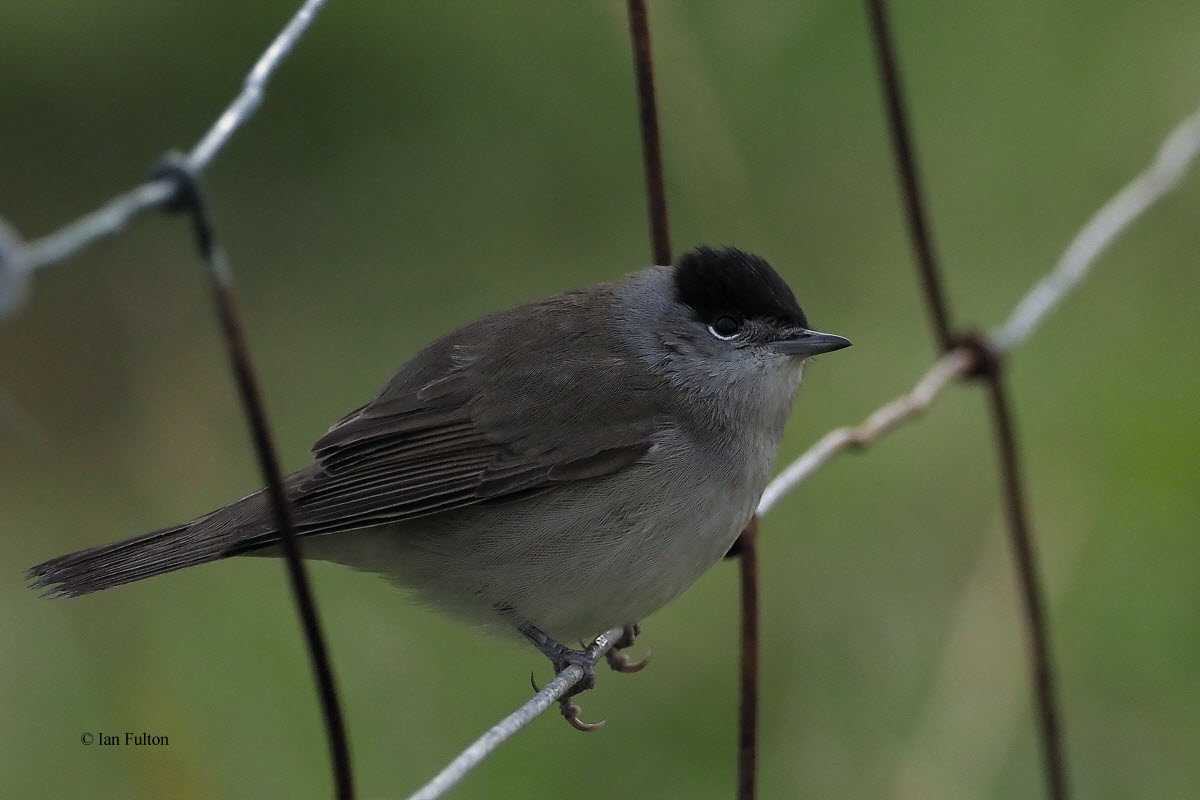 Blackcap, Norwick-Unst, Shetland