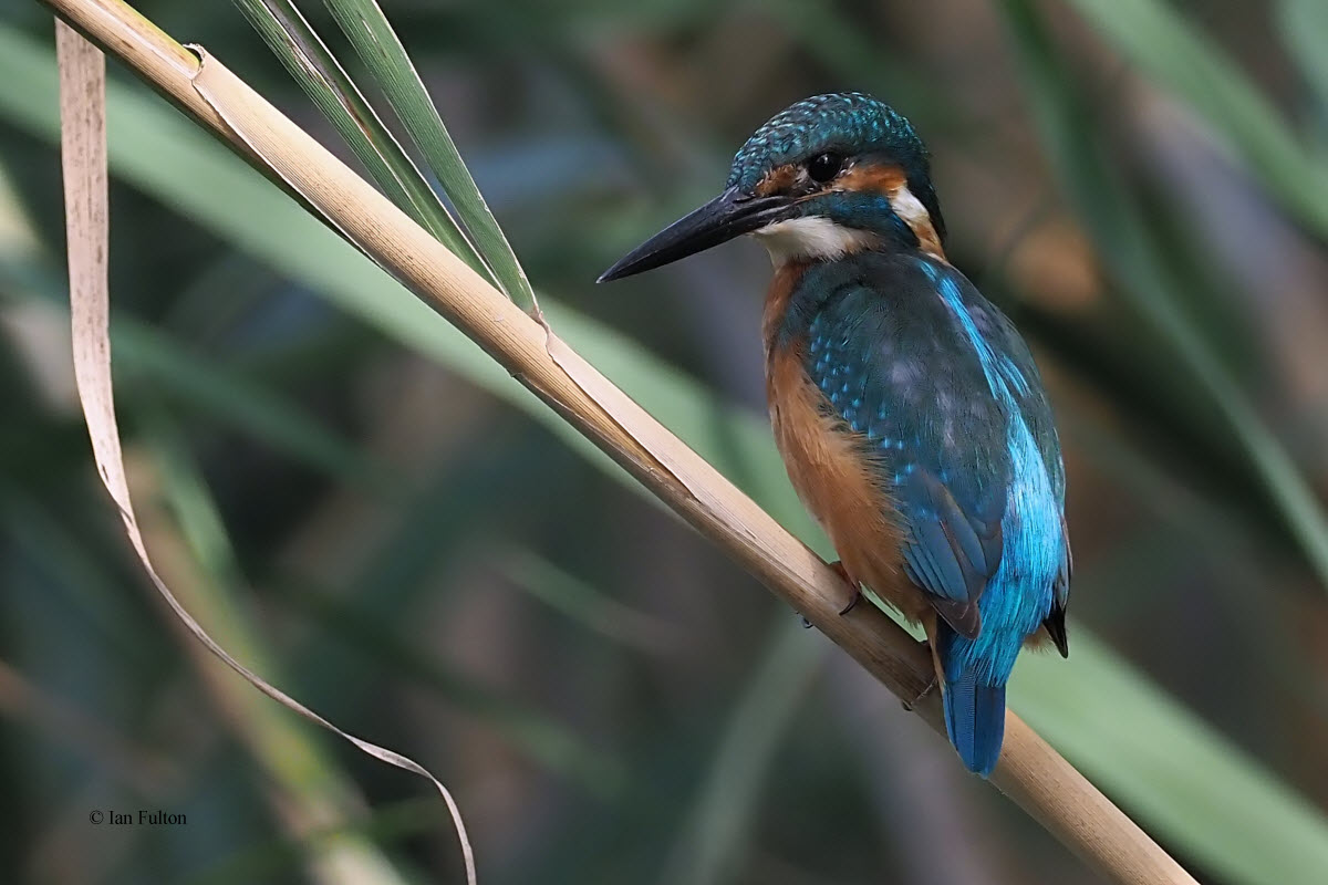 Kingfisher, Dalyan