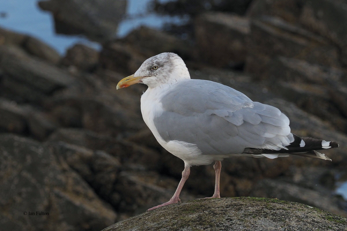 Herring Gull, Leebotten-Mainland, Shetland