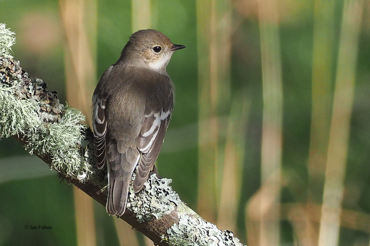 Pied Flycatcher, Swinning-Mainland, Shetland