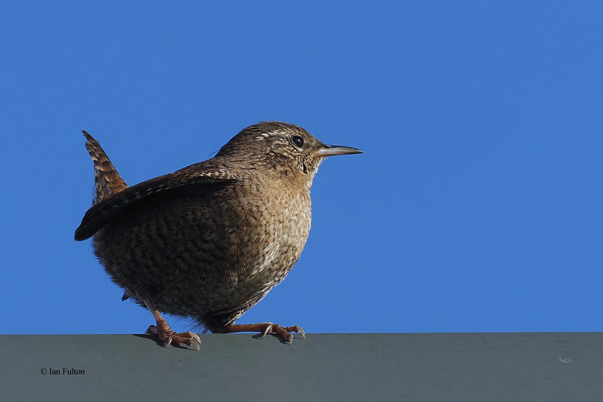 Wren, Leebotten-Mainland, Shetland