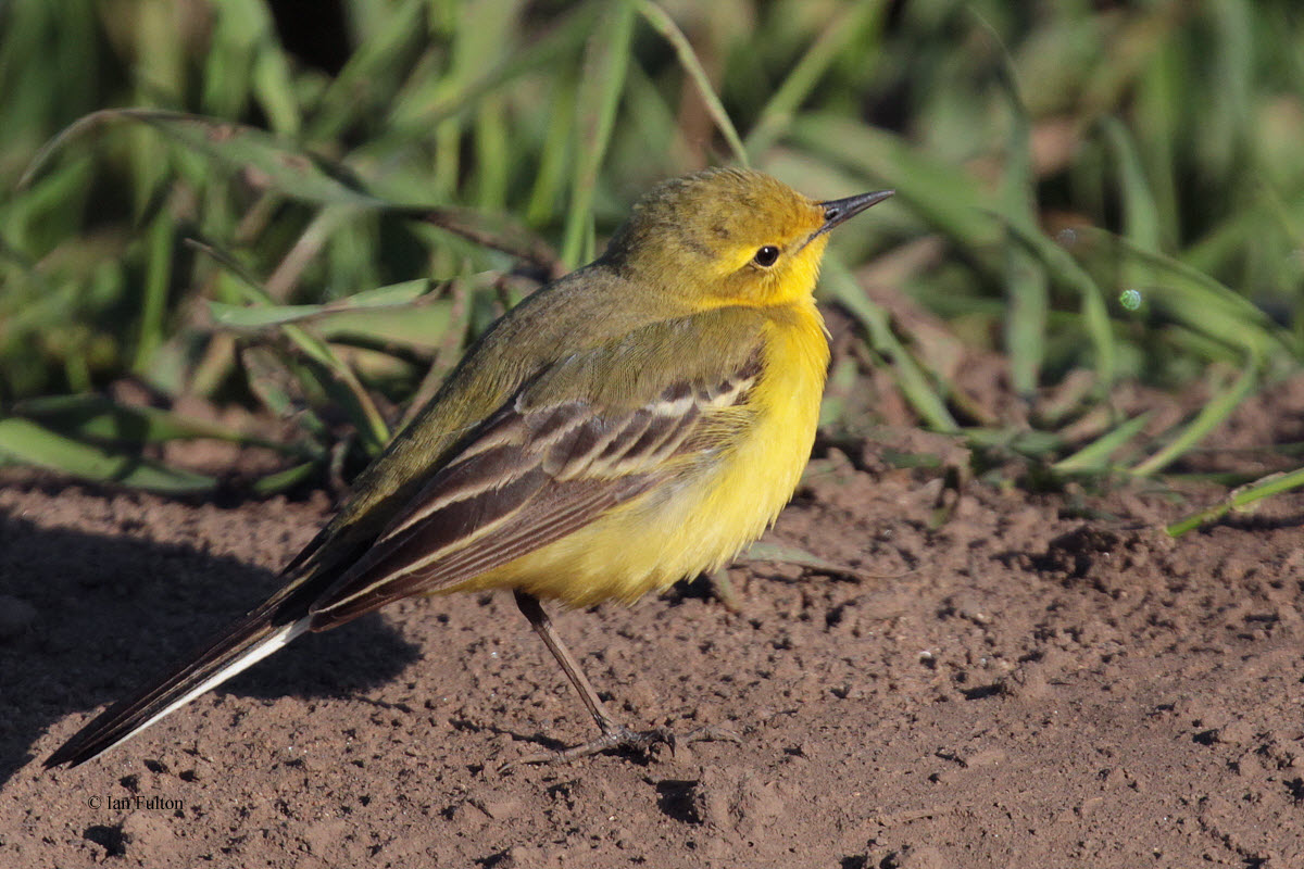Yellow Wagtail, near Crail, Fife