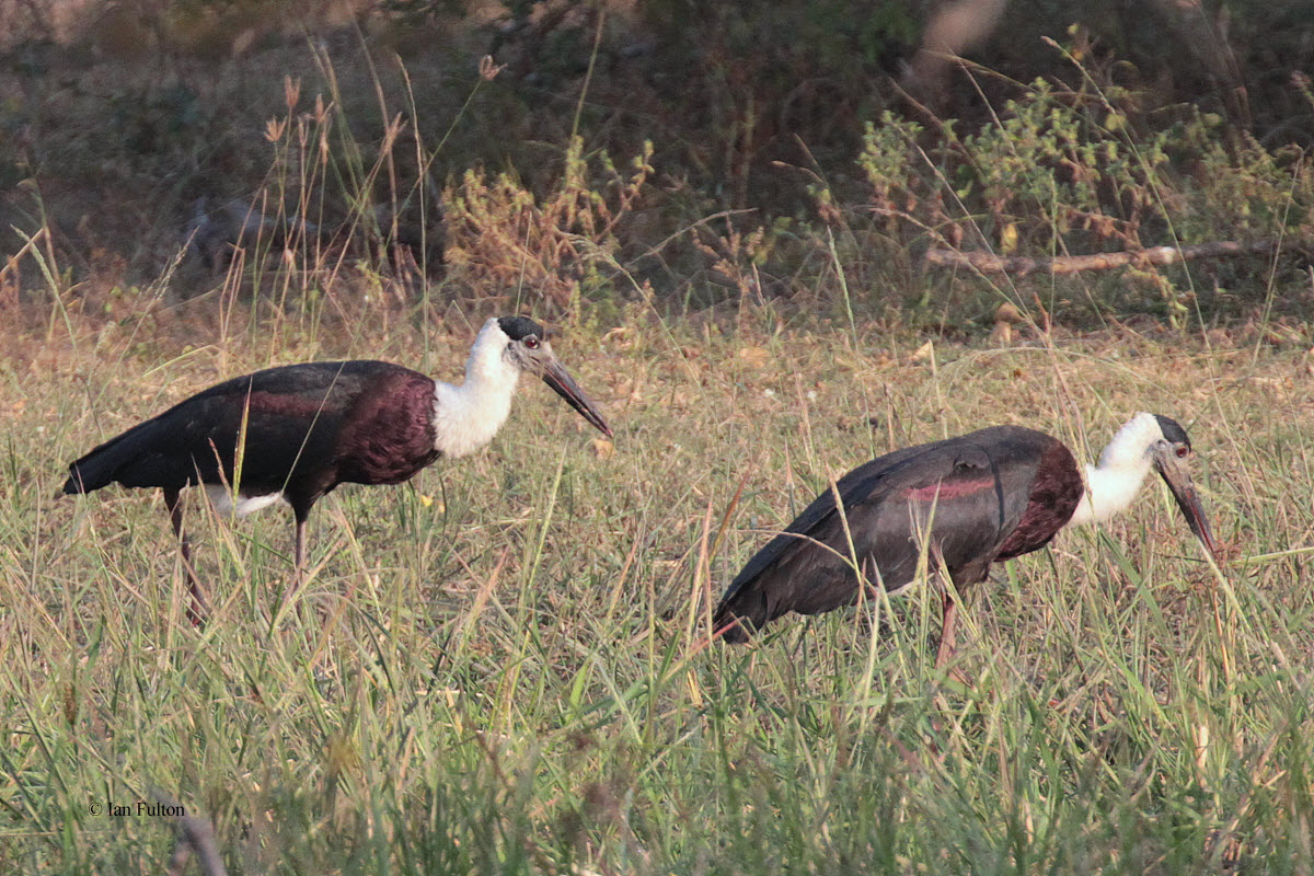 Wooly-necked Stork, Yala NP, Sri Lanka
