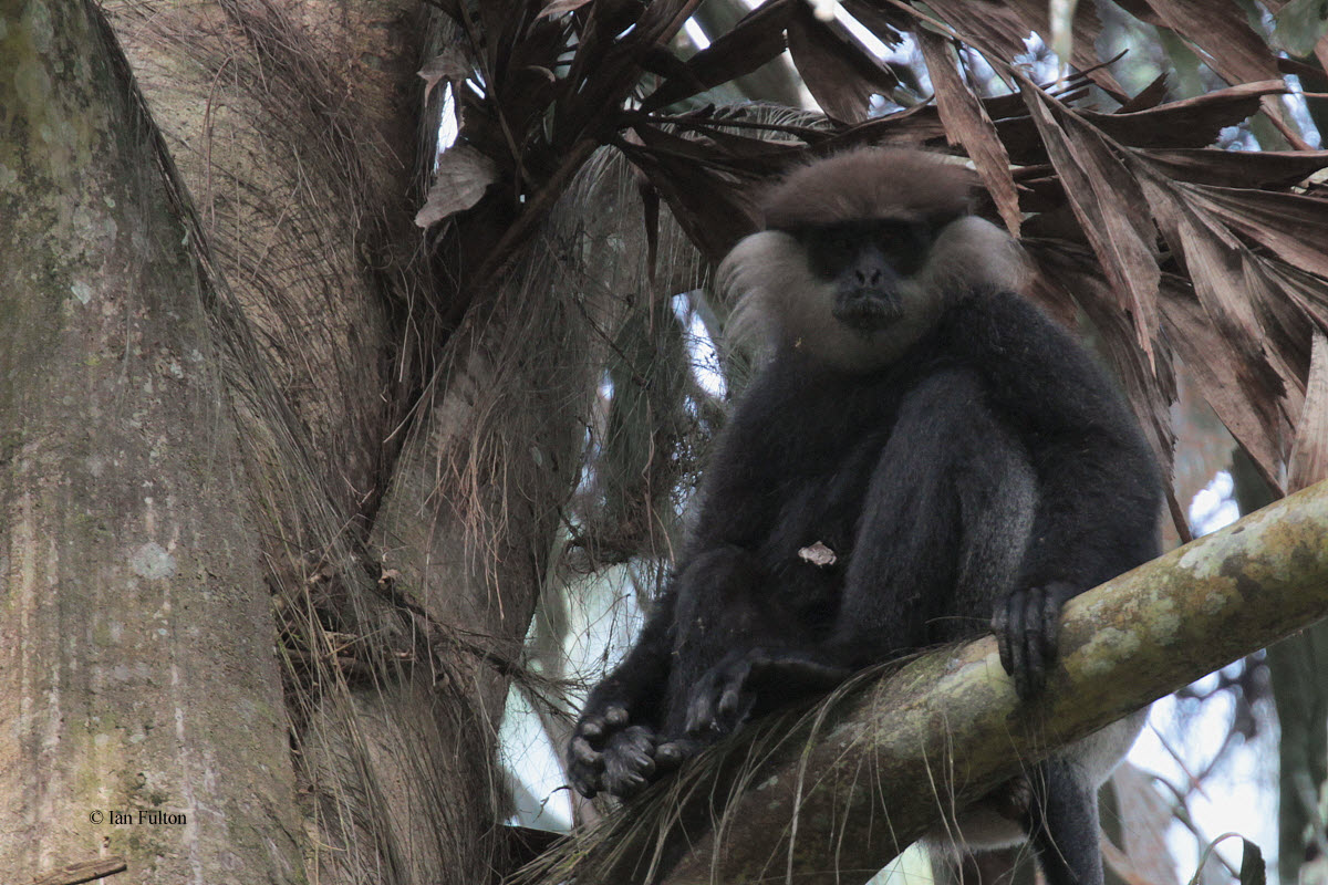Purple-faced Langur, Sinharaja NP, Sri Lanka