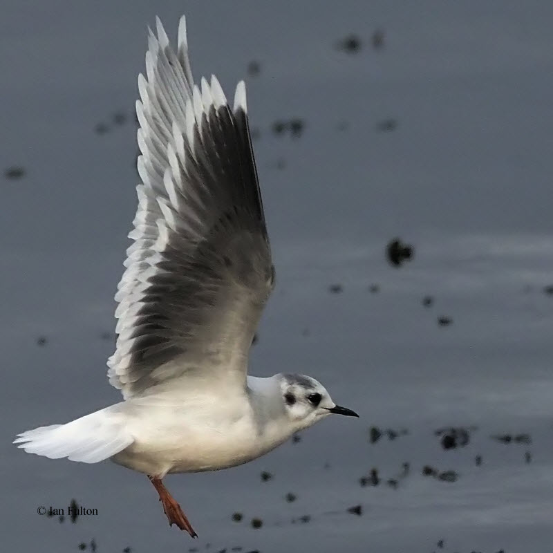 Little Gull, Cardwell Bay-Gourock, Clyde