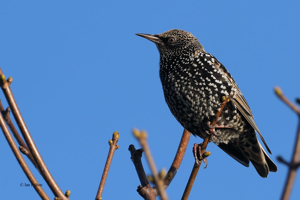 Starling, Ardmore Point, Clyde