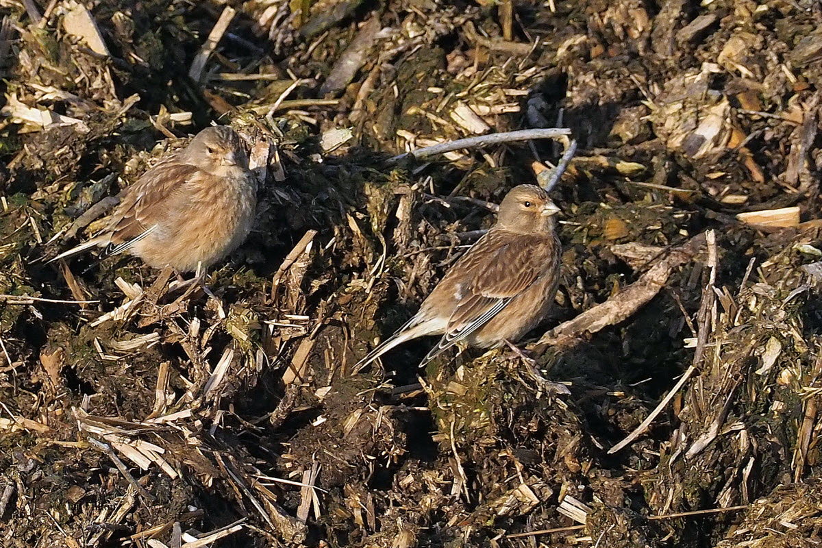 Linnet, Ardmore Point, Clyde