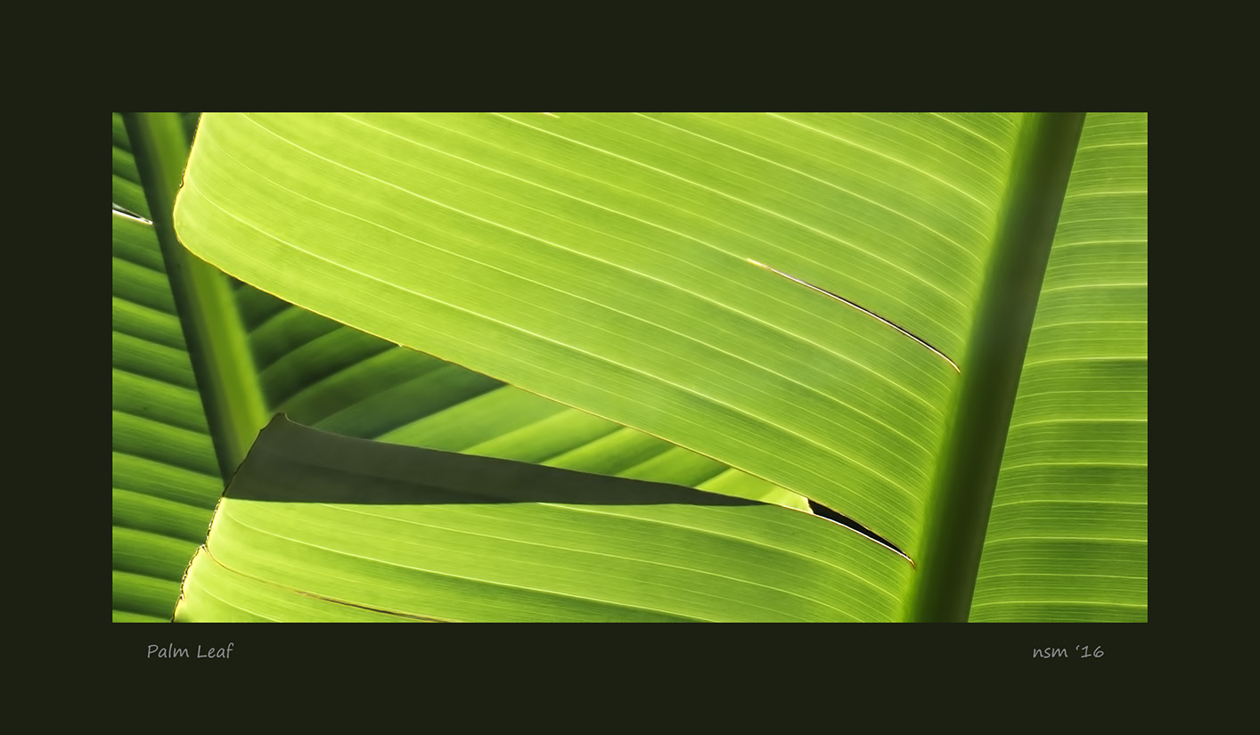 Palm Leaf Detail