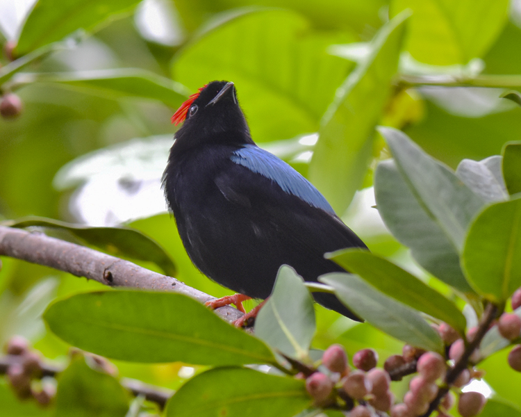 BLUE-BACKED MANAKIN